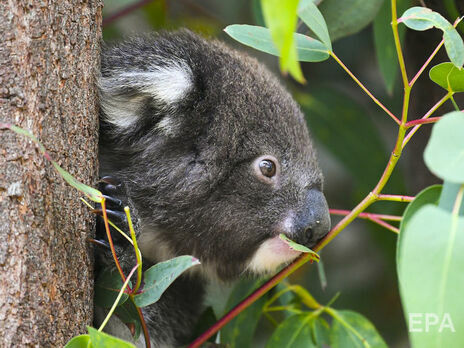 В Австралії мешкає до 58 тис. коал