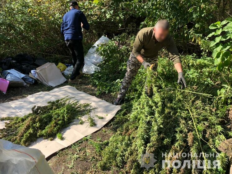 У Сумській області поліція виявила плантацію конопель майже на 3 млн грн
