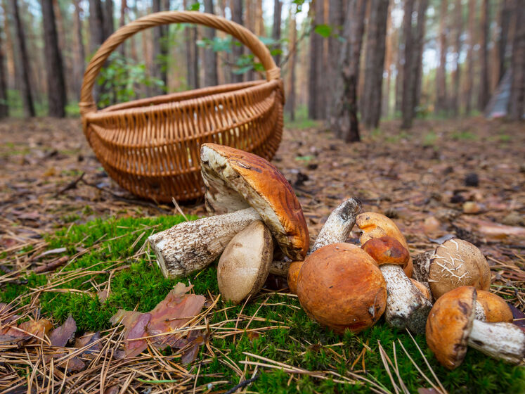 В Кировоградской области два человека насмерть отравились грибами