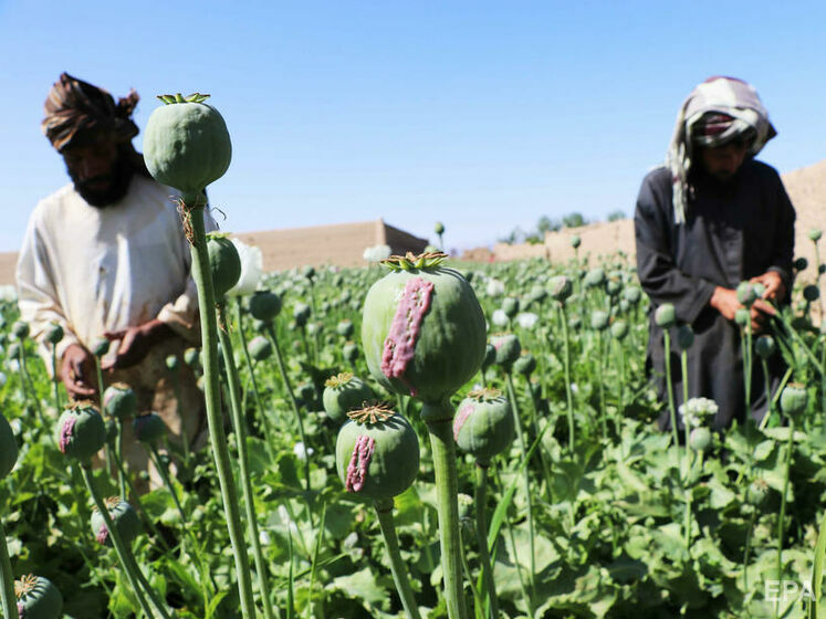 В Афганістані зросло виробництво наркотиків, фермери можуть ще більше збільшити обсяги – ООН