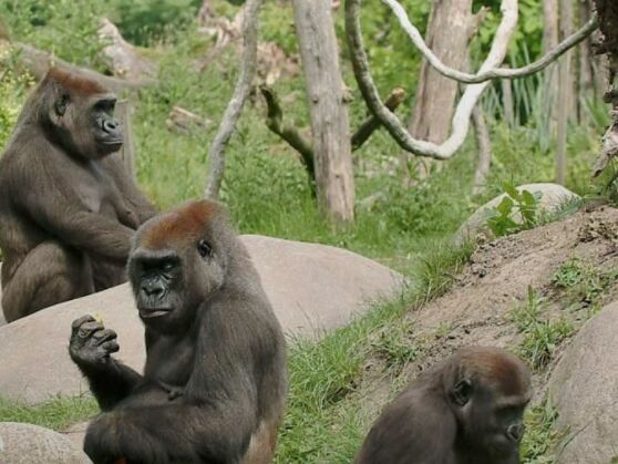 У зоопарку в Нідерландах горили та леви невідомо як захворіли на COVID-19