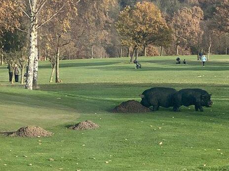 В Великобритании в гольф-клубе два человека пострадали в результате нападений диких кабанов