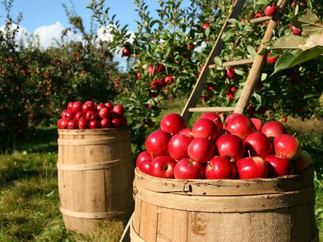 Украинские яблоки покупают, в частности, Австрия, Молдова, Саудовская Аравия, Швеция