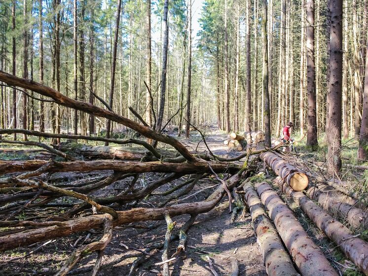 В Закарпатье на территории заповедника незаконно вырубили деревья. Экоинспекция оценила ущерб в 2,6 млн грн