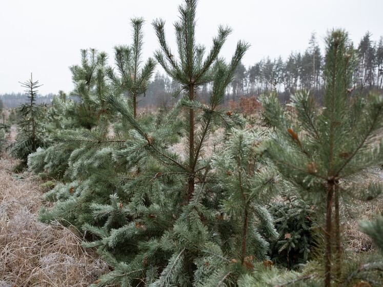 В Гослесагентстве Украины назвали цены на новогодние елки и предупредили о штрафах за незаконную их вырубку