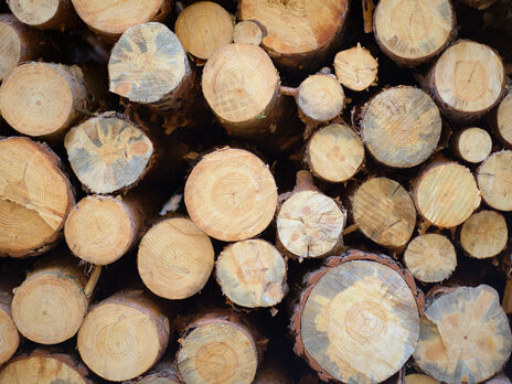 Мораторий на экспорт лесо- и пиломатериалов в необработанном виде начал действовать с 1 января 2016 года