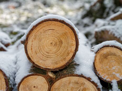 Федерация работодателей внесла свои предложения к законопроекту о рынке древесины