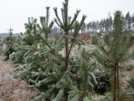 Полиция изъяла пиротехники и незаконно вырубленных елок на 1,2 млн грн – Клименко