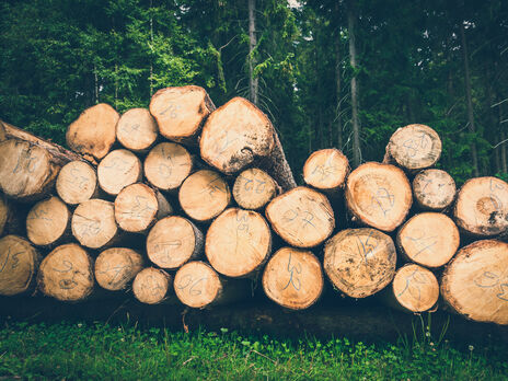 В українських лісах проводять вирубування, які мають весь пакет дозвільної документації, але з порушенням законодавства
