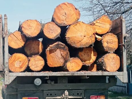 Детективы установили, что только за шесть месяцев фигуранты вывезли из Украины более 550 м&sup3; лесоматериалов наивысшего сорта