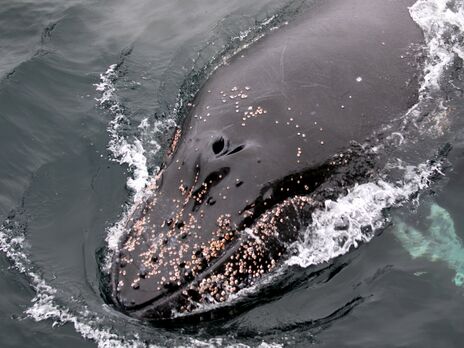 Украинские биологи пополнили международный реестр китов 230 уникальными фото. Он увеличился почти в 15 раз