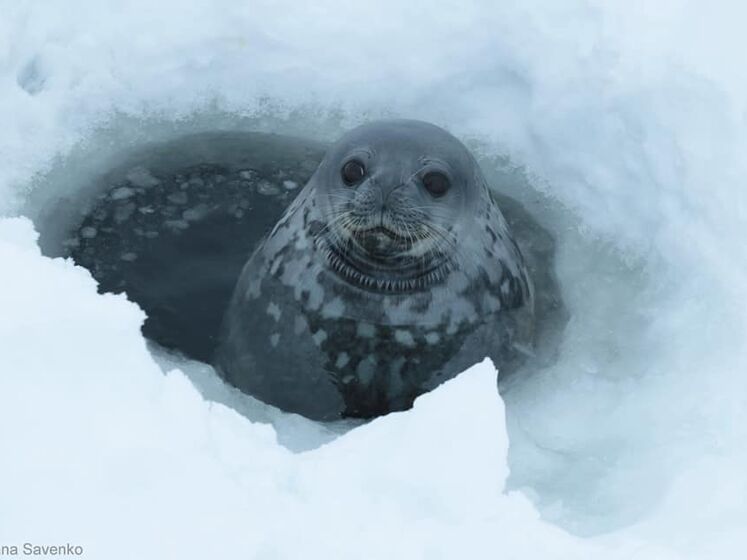 Українські науковці на антарктичній станції записали "спів" тюленів