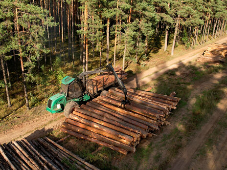 Верховная Рада приняла за основу законопроект №4197-д о рынке древесины в Украине