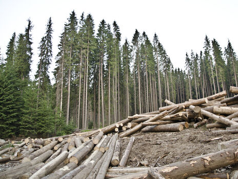 Украине нужно не отменять мораторий, а поддерживать как местных лесоводов, так и деревообработчиков, убежден глава ассоциации деревообработчиков и лесозаготовителей Львовской области