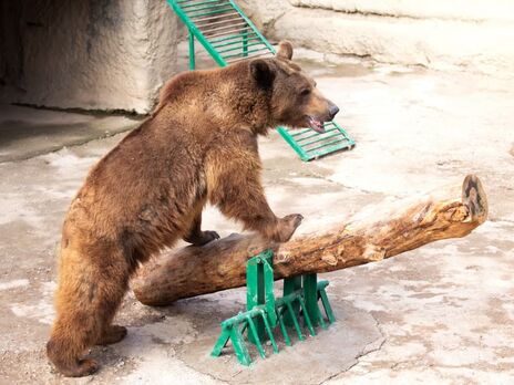 В Ташкентском зоопарке женщина сбросила ребенка с высоты в вольер к бурому медведю