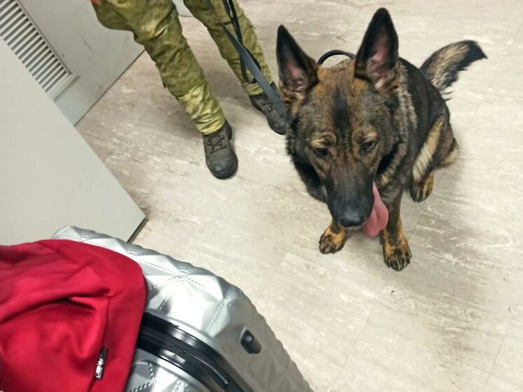 В аеропорту "Бориспіль" службовий пес виявив майже 2 тис. наркотичних пігулок