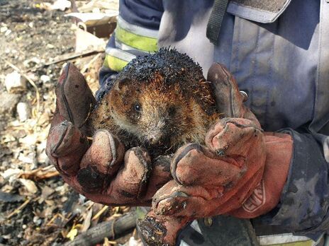 Українські рятувальники показали, який вигляд можуть мати тварини, що пережили пожежу