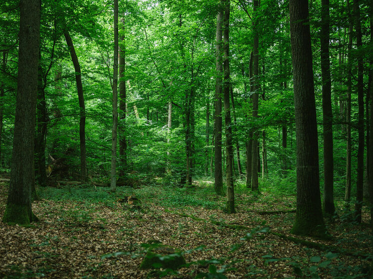 У Черкаській області жителям заборонили відвідувати ліси на період воєнного стану