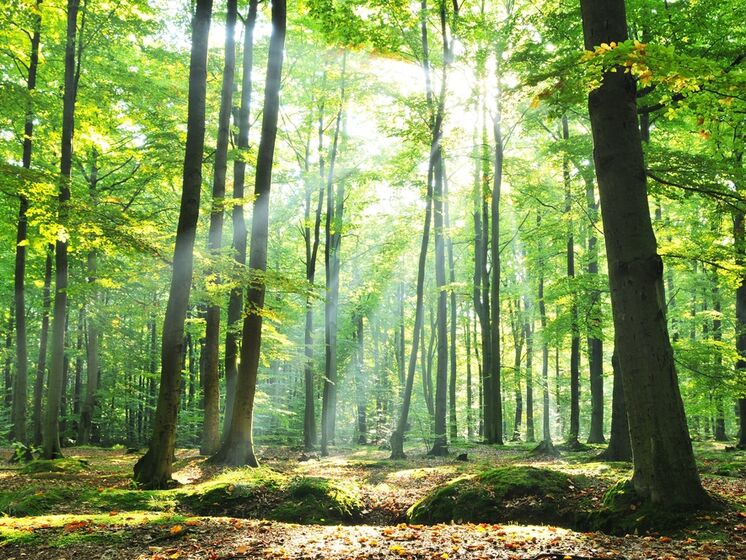 В Черниговской области запретили ходить в лес на период военного положения