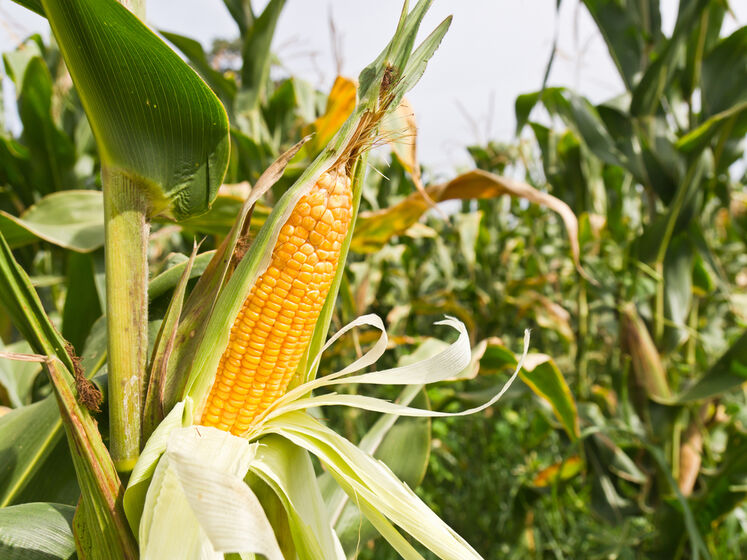 Судно з 18 тис. тонн української кукурудзи прибуло до Іспанії за новим маршрутом