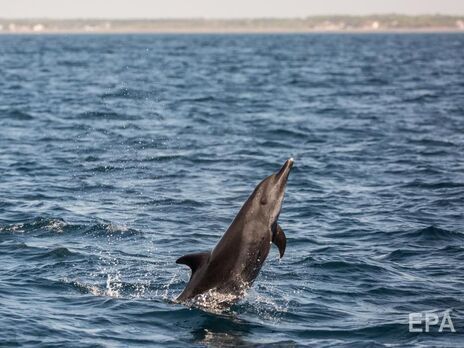 Русєв зазначив, що на дельфінів впливає корабельне обладнання