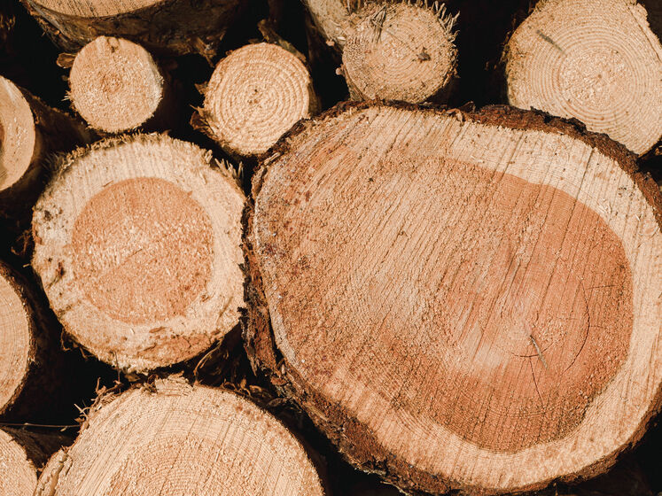 Венгрия ввела ограничения на экспорт дров из страны из-за энергетического кризиса
