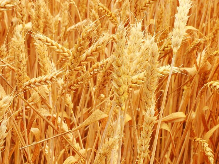 Аграрная компания Ахметова заявила, что оккупанты украли у нее около 200 тыс. тонн зерна