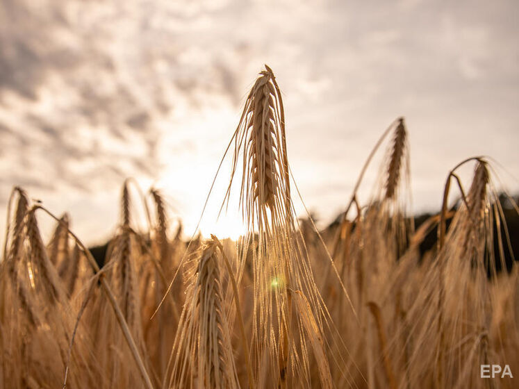 Украинские аграрии уже собрали более 23 млн тонн зерна нового урожая