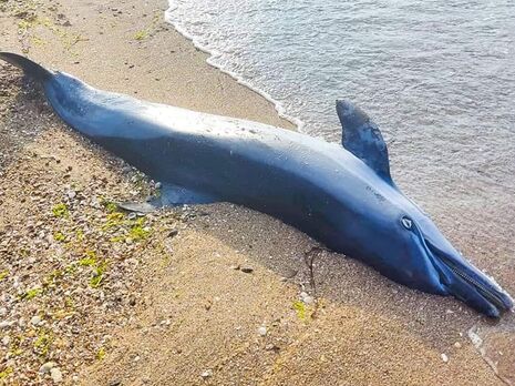 В Одеській області на берег винесло мертвих дельфінів