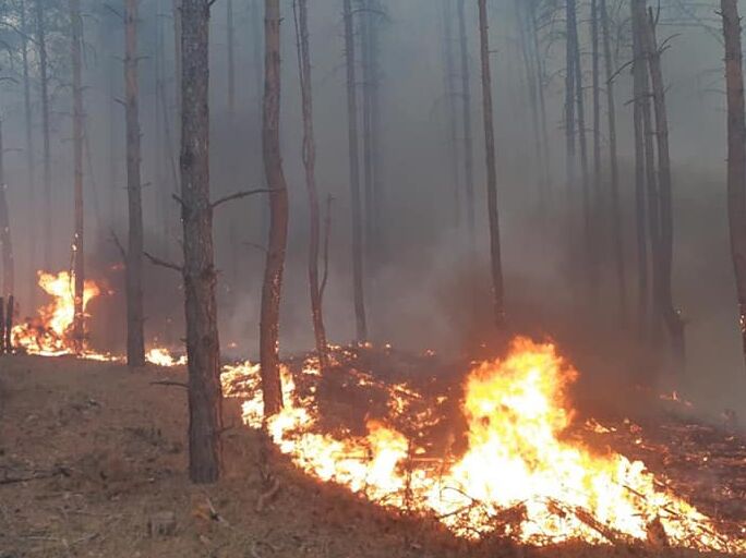 Окупанти обстріляли два райони у Дніпропетровській області, у лісі виникла пожежа – голова облради