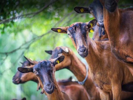 За поголів'ям кіз на фермі спостерігають фахівці, тварини клінічно здорові