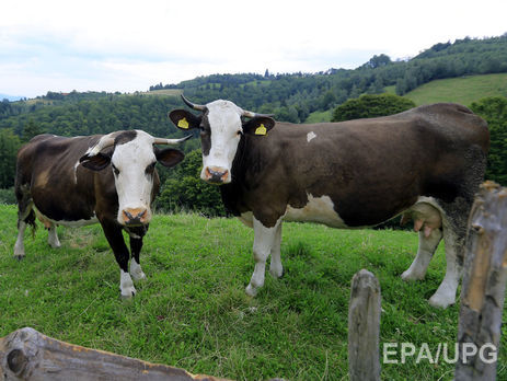 Ученые обвинили коров в росте концентрации метана в атмосфере Земли