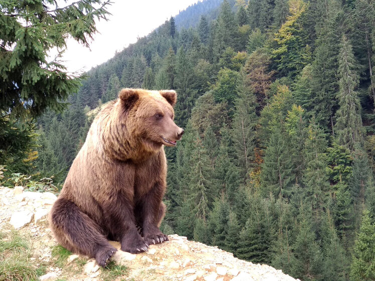"Медведь на патрулировании". Госпогранслужба предостерегла нарушителей украинско-румынской границы