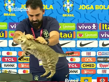 Грубое обращение пресс-атташе сборной Бразилии с котом может обойтись его работодателям почти в $200 тыс.