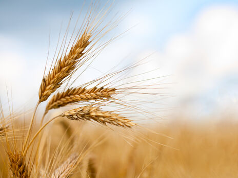 Прогнозований вал зерна у 2023 році може становити 34 млн тонн