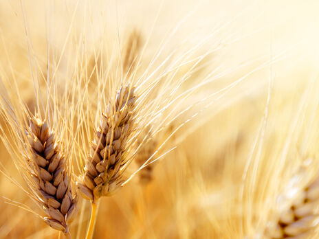 Найбільша щомісячна партія зерна із Севастополя до Сирії обсягом 78,6 тис. тонн припала на жовтень