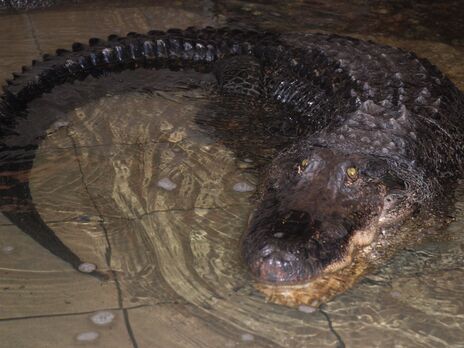 Крокодил прожил в зоопарке Николаева 71 год