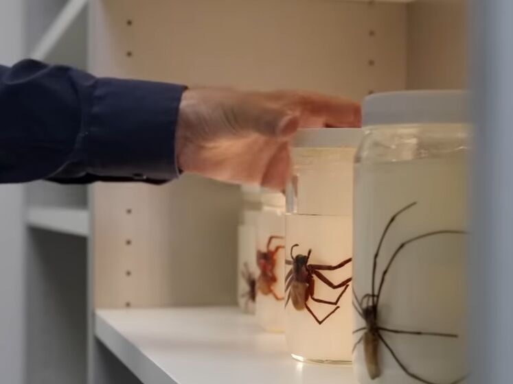 В Австралии ученые обнаружили редкий вид пауков &ndash; "больших и красивых"