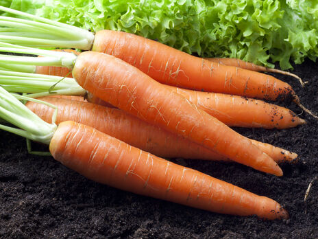 Насіння моркви для посіву має бути максимально свіжим