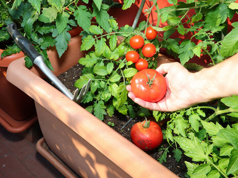 Більшість сортів томатів дозріває за 90 100 днів від появи сходів