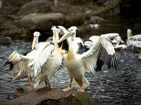 В Киевском зоопарке выпустили на воду семью пеликанов: 16 розовых и четыре кудрявых. Фото