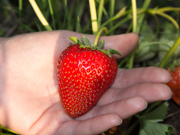 Чим підживити полуницю, щоб мати великі й солодкі ягоди. Названо найефективніший засіб