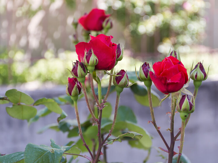 Як напровесні висадити троянди, щоб вони прижилися й не замерзли. Поради досвідченого садівника