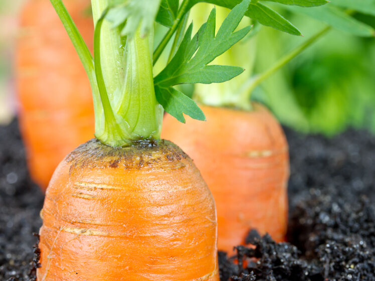 Как быстро в апреле прорастить морковь. Проверенный способ подготовки семян к посадке в землю