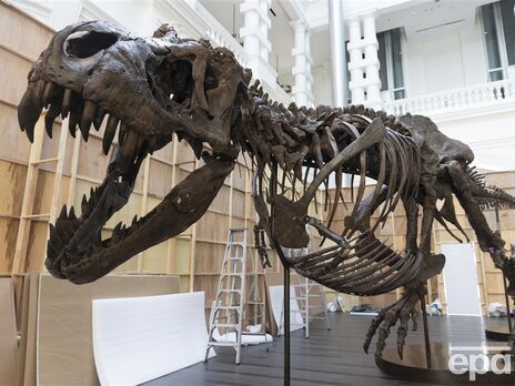 Учені не згодні з поширеним уявленням про те, що тиранозавр "зубастий і безгубий" хижак. На світлині скелет тиранозавра на виставці в Сінгапурі 2022 року
