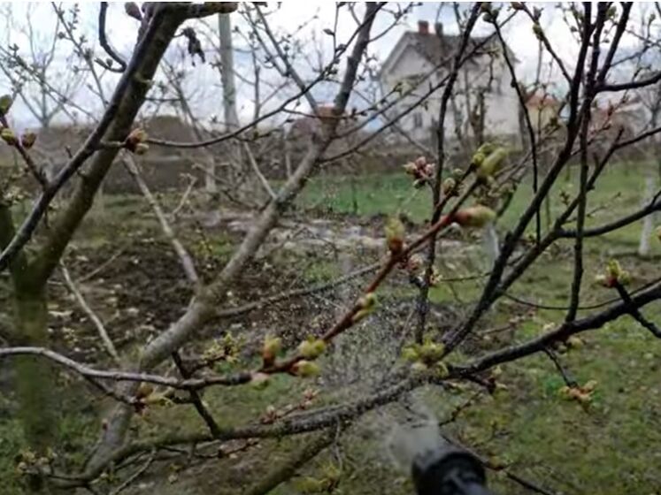 Як захистити молоді плодові дерева від весняних заморозків. Садівники розповіли, як і чим обробити сад
