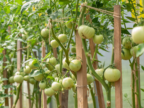 Не садіть помідори поруч із цими культурами, інакше буде поганий урожай. Названо п'ять найгірших сусідів томатів