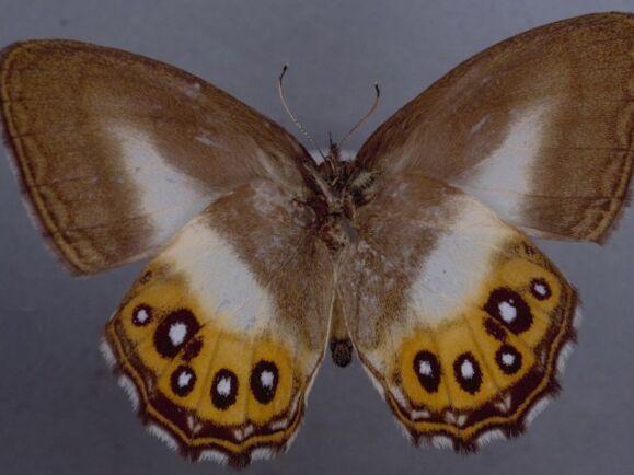 Вчені назвали новий рід метеликів на честь персонажа "Володаря перснів"