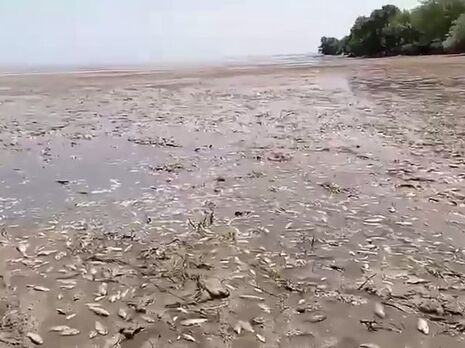 У Каховському водосховищі сталася масова загибель риби. Відео