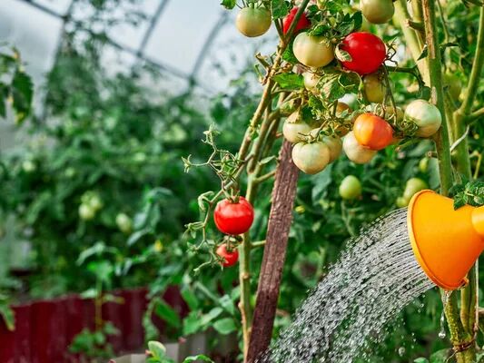 Влітку поливайте помідори лише в цей час – і зберете щедрий урожай. Експерт розповів правила поливання томатів